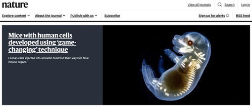 类器官技术新突破 华人学者利用人体干细胞在小鼠体内培育人类细胞