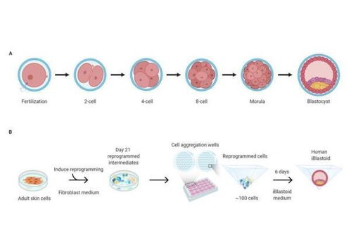 从干细胞到器官再生 日本人与动物嵌合胚胎试验的技术路径与伦理边界