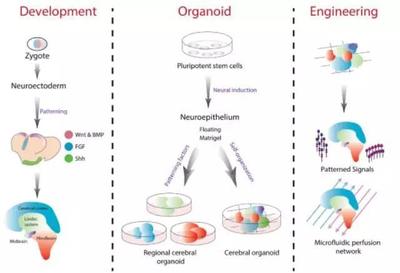 构建干细胞类器官 人体干细胞技术开发与应用的革新前沿