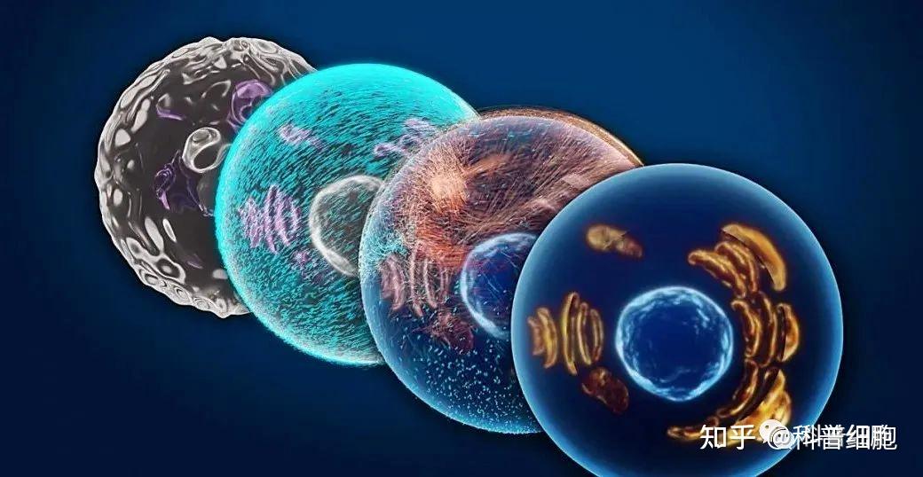 干细胞治疗 探索者、应用与我的思考