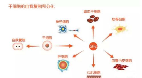 脐带血干细胞在皮肤再生与美容中的应用 技术解析与安全性评估